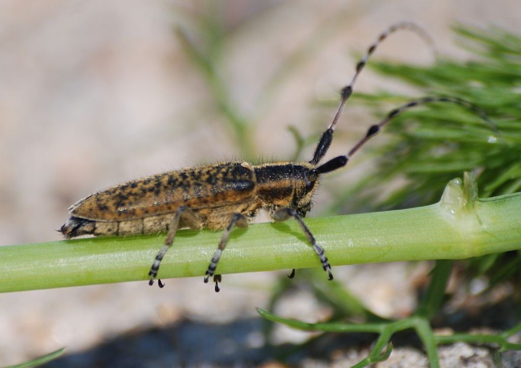 Agapanthia sicula ssp. malmerendii